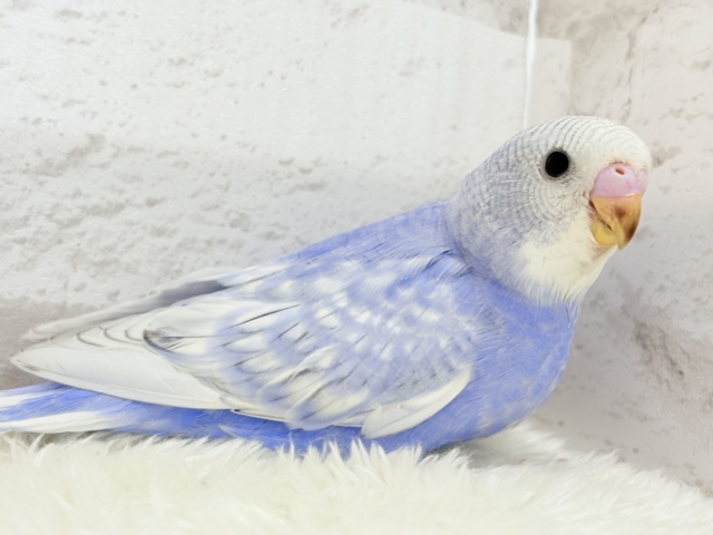 【最新画像更新🪄もうすぐひとり餌☆】にっこり笑顔に魅了されちゃう♡セキセイインコ(スパングル) ヒナ セキセイインコ