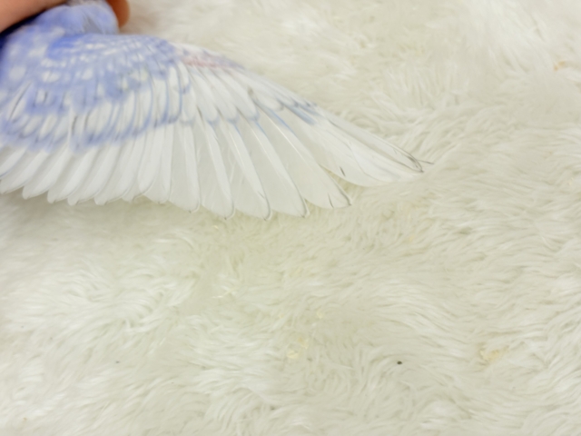 【最新画像更新🪄もうすぐひとり餌☆】にっこり笑顔に魅了されちゃう♡セキセイインコ(スパングル) ヒナ セキセイインコ