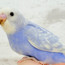 【最新画像更新🪄】にっこり笑顔に魅了されちゃう♡セキセイインコ(スパングル) ヒナ