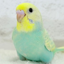 【最新画像更新🪄】ポップなメロンソーダ🍈🍬セキセイインコ(パステルカラーレインボー) ヒナ