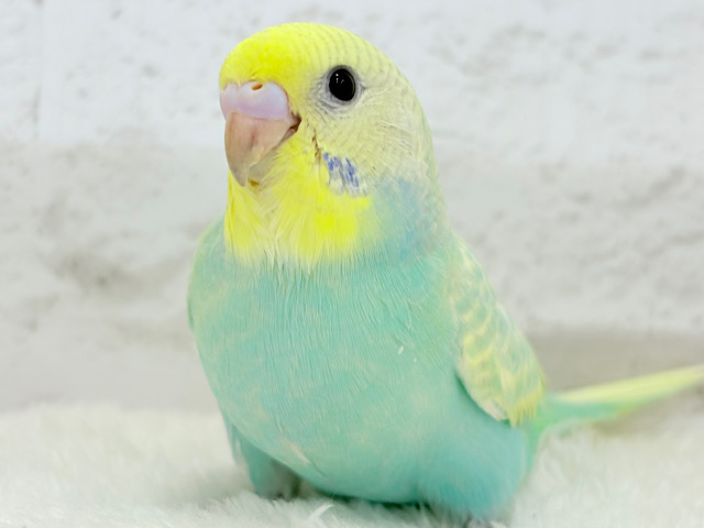 【最新画像更新🪄】ポップなメロンソーダ🍈🍬セキセイインコ(パステルカラーレインボー) ヒナ 【最新画像更新🪄】ポップなメロンソーダ🍈🍬セキセイインコ(パステルカラーレインボー) ヒナ