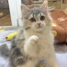 目元の模様がチャームポイント♥サイベリアンちゃん！