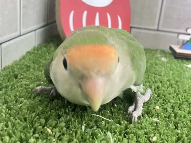 コザクラインコ（小桜インコ）