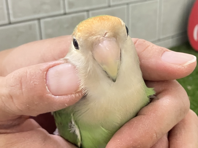 ✨最新画像✨新緑麗らか🍃⟡.*ｻﾝｻﾝみかん餅🌱‬‎🍊コザクラインコ(ホワイトフェイス/2025年7月生まれ)