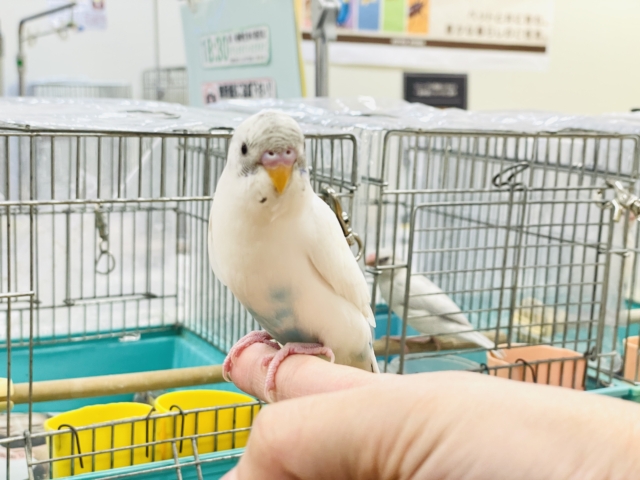 【最新画像】マイペースにのびのび〜っ🩵🤍セキセイインコ(白ハルクイン)ヒナ セキセイインコ