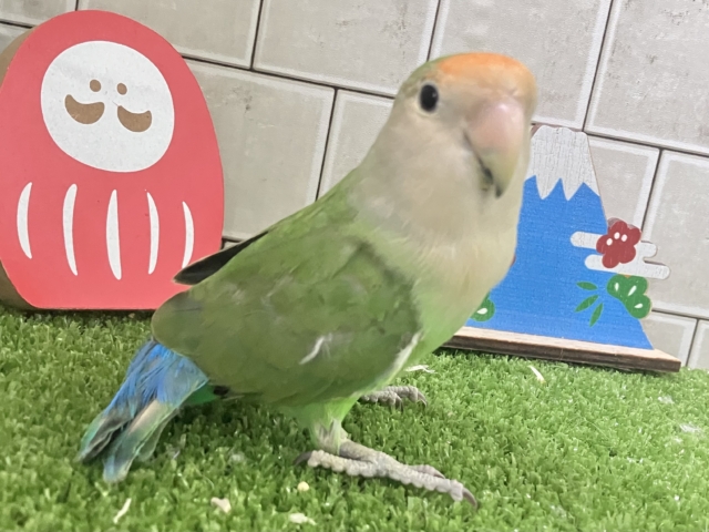 ✨最新画像✨新緑麗らか🍃⟡.*サンサンみかん餅🌱🍊コザクラインコ(ホワイトフェイス/2025年7月生まれ) コザクラインコ(小桜インコ)