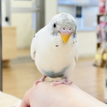 【最新画像】マイペースにのびのび〜っ🩵🤍セキセイインコ（白ハルクイン）ヒナ
