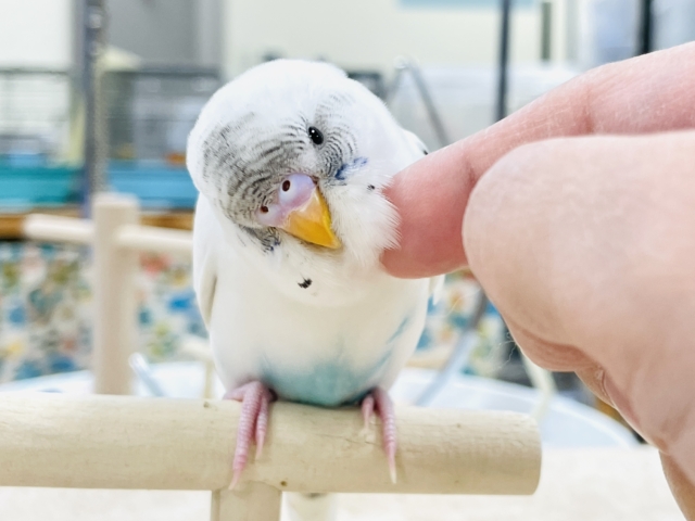 【最新画像】マイペースにのびのび〜っ🩵🤍セキセイインコ(白ハルクイン)ヒナ セキセイインコ