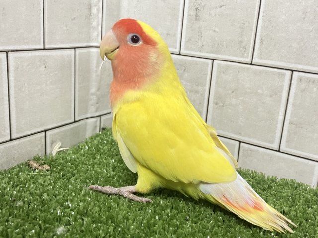 コザクラインコ（小桜インコ）