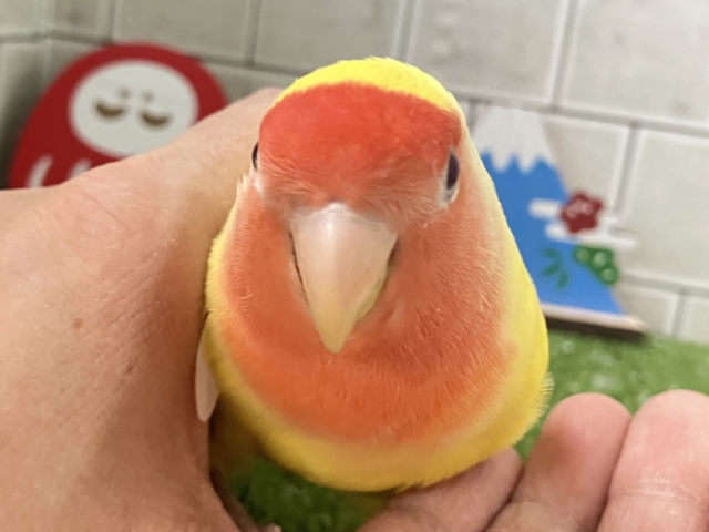 コザクラインコ（小桜インコ）