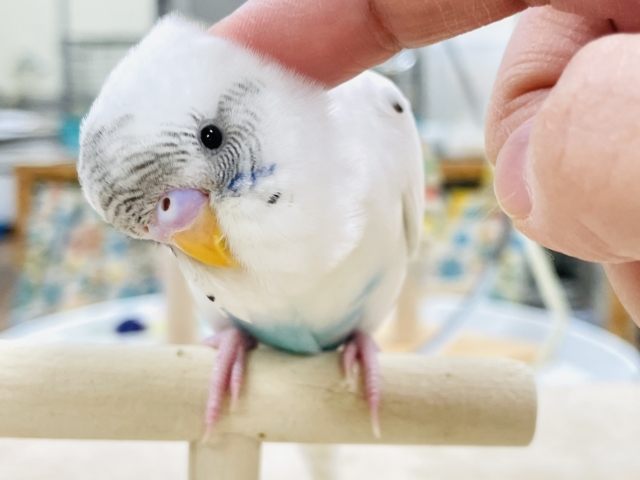【最新画像】マイペースにのびのび〜っ🩵🤍セキセイインコ(白ハルクイン)ヒナ セキセイインコ