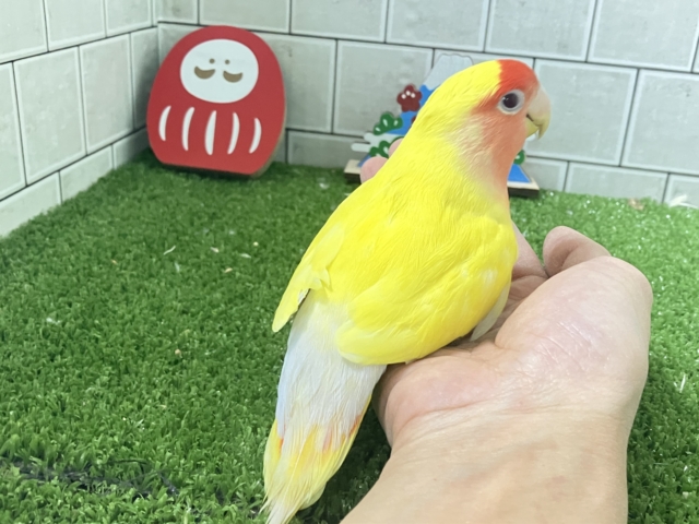 コザクラインコ（小桜インコ）