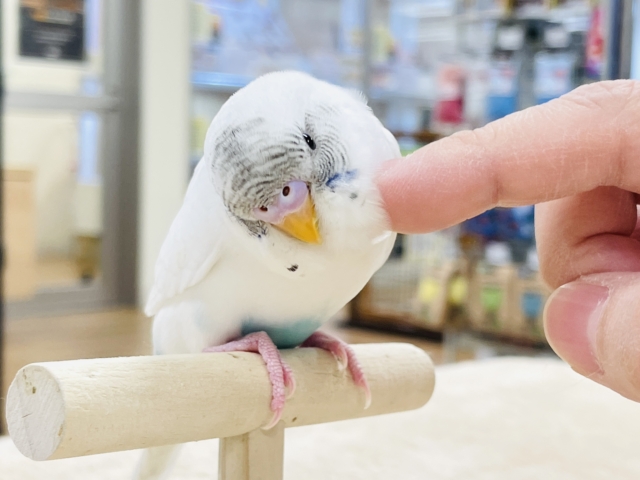 【最新画像】マイペースにのびのび〜っ🩵🤍セキセイインコ(白ハルクイン)ヒナ セキセイインコ