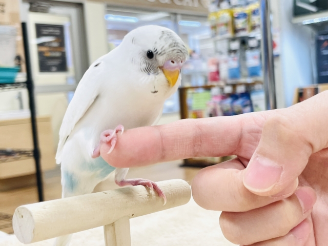 【最新画像】マイペースにのびのび〜っ🩵🤍セキセイインコ(白ハルクイン)ヒナ セキセイインコ