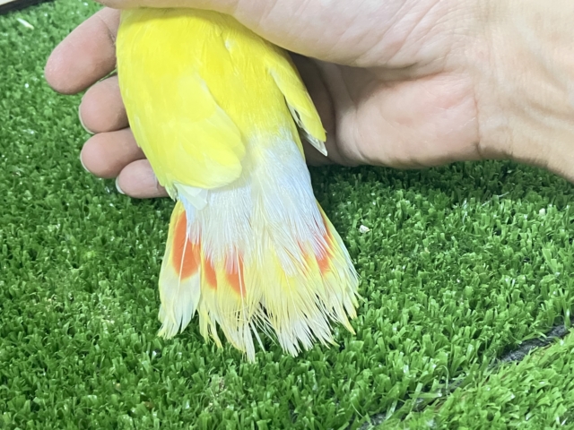 コザクラインコ（小桜インコ）