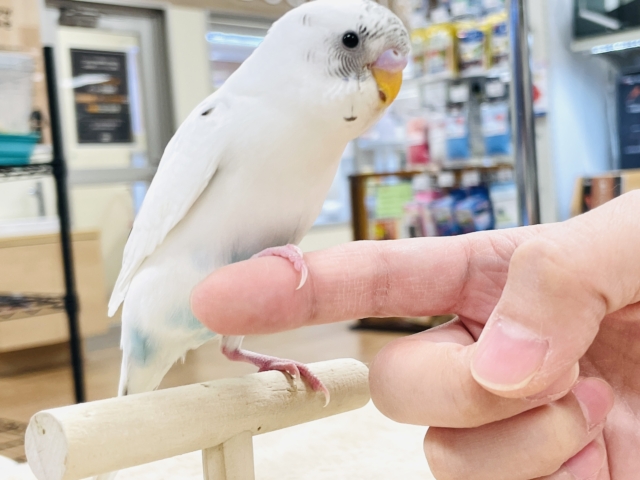 【最新画像】マイペースにのびのび〜っ🩵🤍セキセイインコ(白ハルクイン)ヒナ セキセイインコ