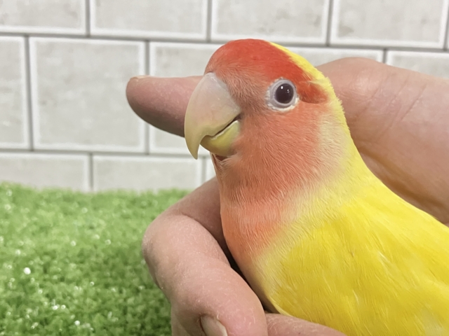 コザクラインコ（小桜インコ）