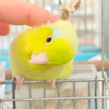 【最新画像更新🪄】おっとりライムちゃん🐥🍋‍🟩マメルリハ(アメリカンイエロー)男の子