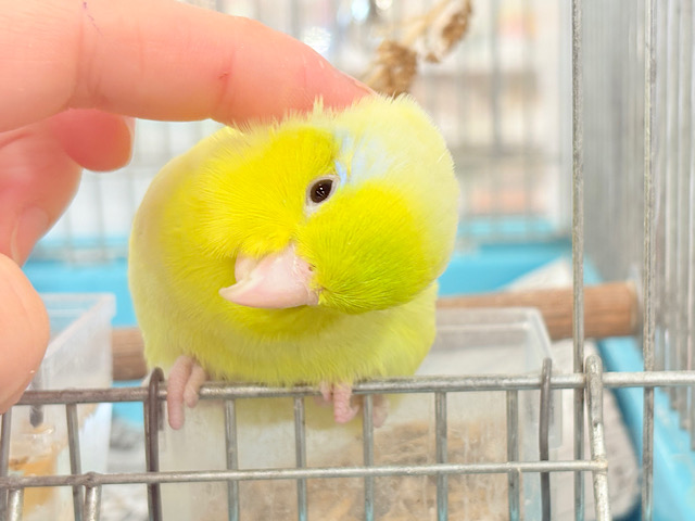 【最新画像更新🪄】おっとりライムちゃん🐥🍋‍🟩マメルリハ(アメリカンイエロー)男の子