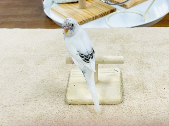 【最新画像】マイペースにのびのび〜っ🩵🤍セキセイインコ(白ハルクイン)ヒナ セキセイインコ