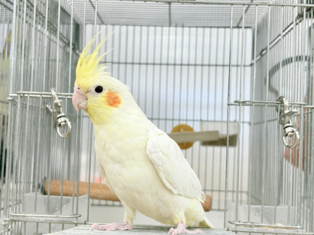ゆったり、まったり、仲良くしましょ♡オカメインコ(ルチノー) オカメインコ