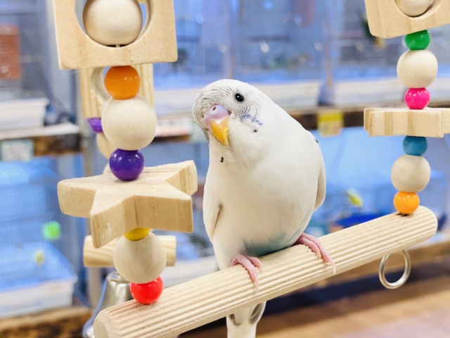 【最新画像】マイペースにのびのび〜っ🩵🤍セキセイインコ(白ハルクイン)ヒナ セキセイインコ