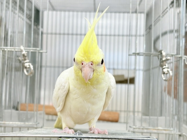 オカメインコ