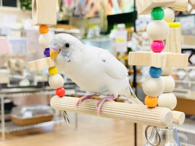 【最新画像】マイペースにのびのび〜っ🩵🤍セキセイインコ(白ハルクイン)ヒナ セキセイインコ