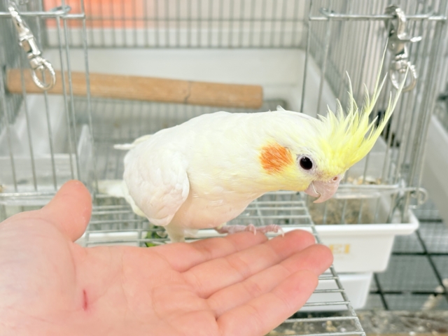 オカメインコ