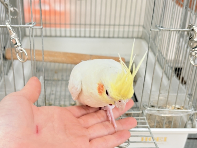 オカメインコ