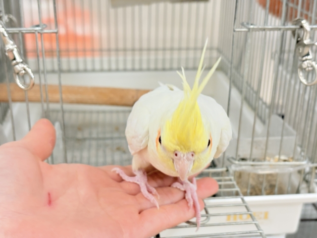 ゆったり、まったり、仲良くしましょ♡オカメインコ(ルチノー) オカメインコ