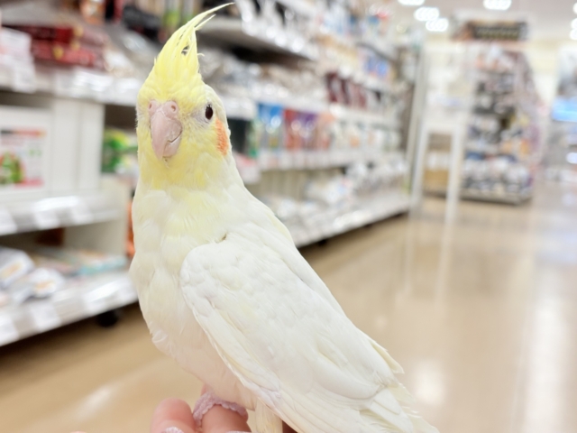 ゆったり、まったり、仲良くしましょ♡オカメインコ(ルチノー) オカメインコ