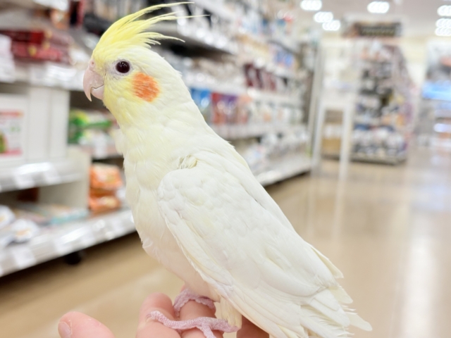 ゆったり、まったり、仲良くしましょ♡オカメインコ(ルチノー) オカメインコ
