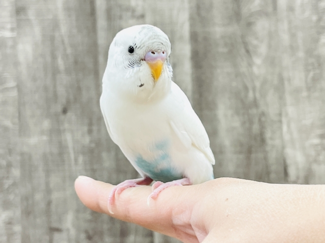 【最新画像】マイペースにのびのび〜っ🩵🤍セキセイインコ(白ハルクイン)ヒナ セキセイインコ