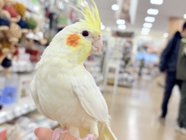 ゆったり、まったり、仲良くしましょ♡オカメインコ(ルチノー) オカメインコ