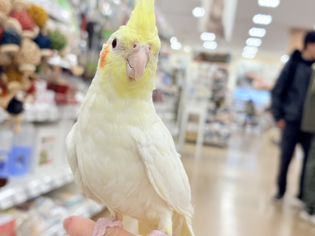 オカメインコ