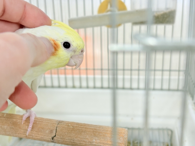 オカメインコ
