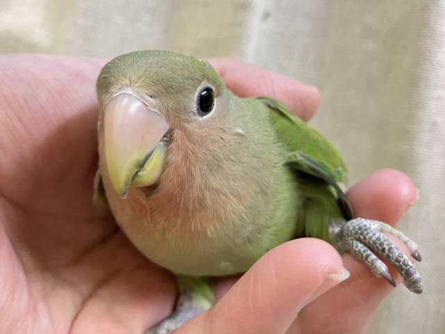 コザクラインコ（小桜インコ）
