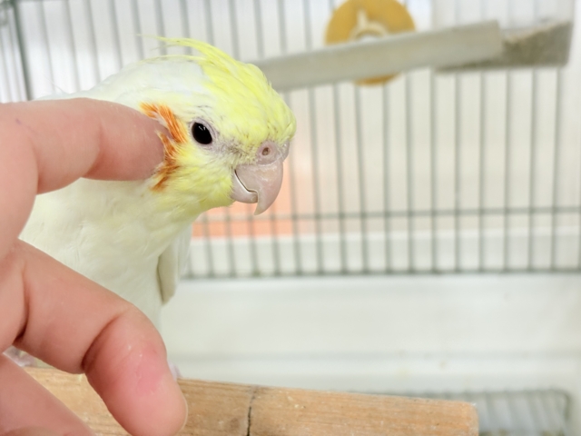 オカメインコ
