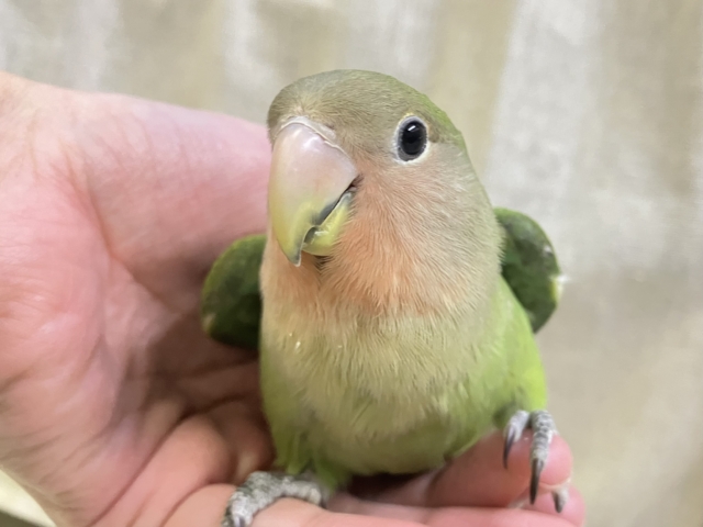 コザクラインコ（小桜インコ）