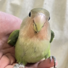 ✨最新画像✨こたつとヨモギもちちゃん♪♪　コザクラインコ