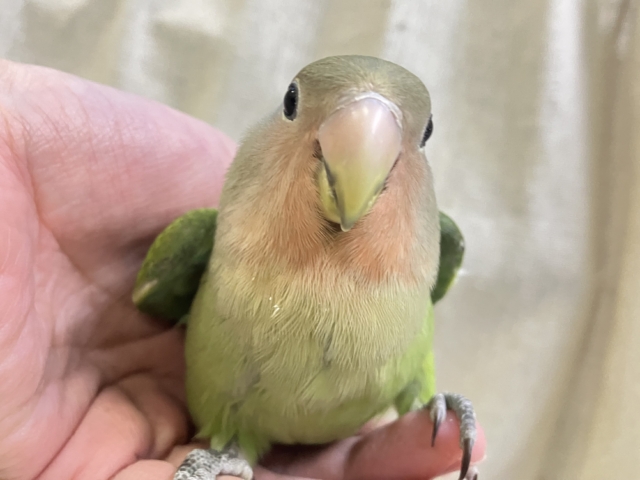 ✨最新画像✨こたつとヨモギもちちゃん♪♪　コザクラインコ