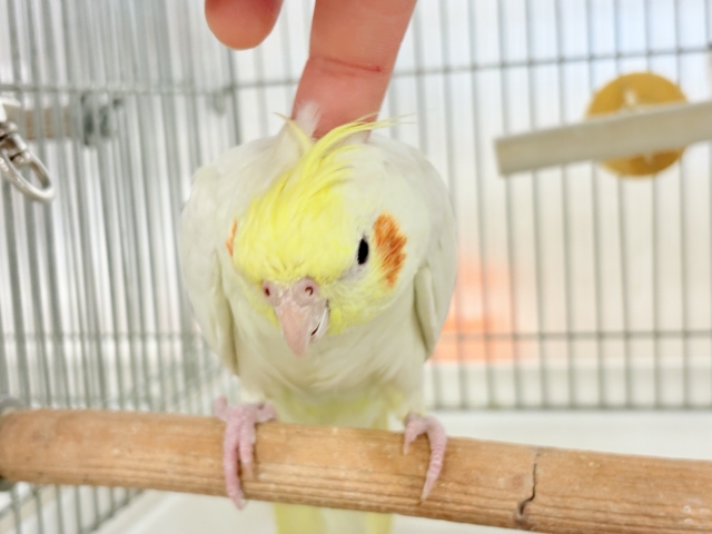 ゆったり、まったり、仲良くしましょ♡オカメインコ(ルチノー) オカメインコ