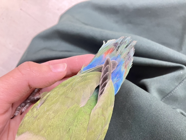 コザクラインコ（小桜インコ）