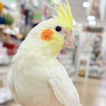 ゆったり、まったり、仲良くしましょ♡オカメインコ(ルチノー)