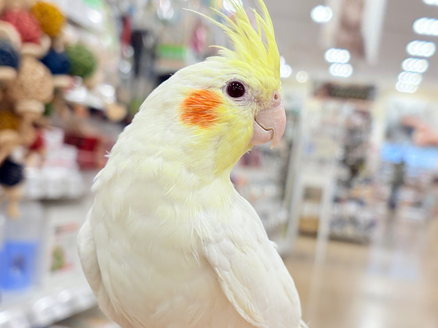 ゆったり、まったり、仲良くしましょ♡オカメインコ(ルチノー) ゆったり、まったり、仲良くしましょ♡オカメインコ(ルチノー)