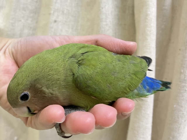 コザクラインコ（小桜インコ）