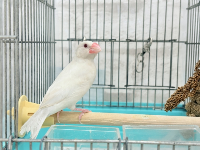 シルバーイノ文鳥
