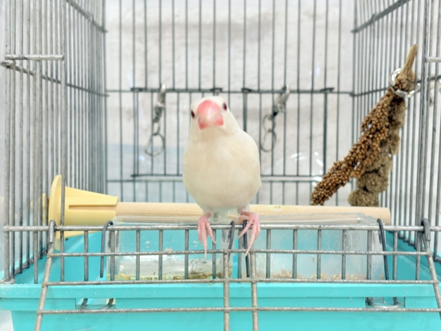 シルバーイノ文鳥