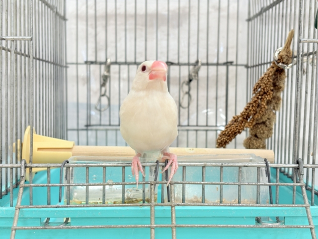 シルバーイノ文鳥